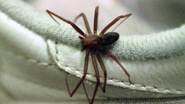 Em várias culturas, as aranhas têm significados que vão além da aparência assustadora