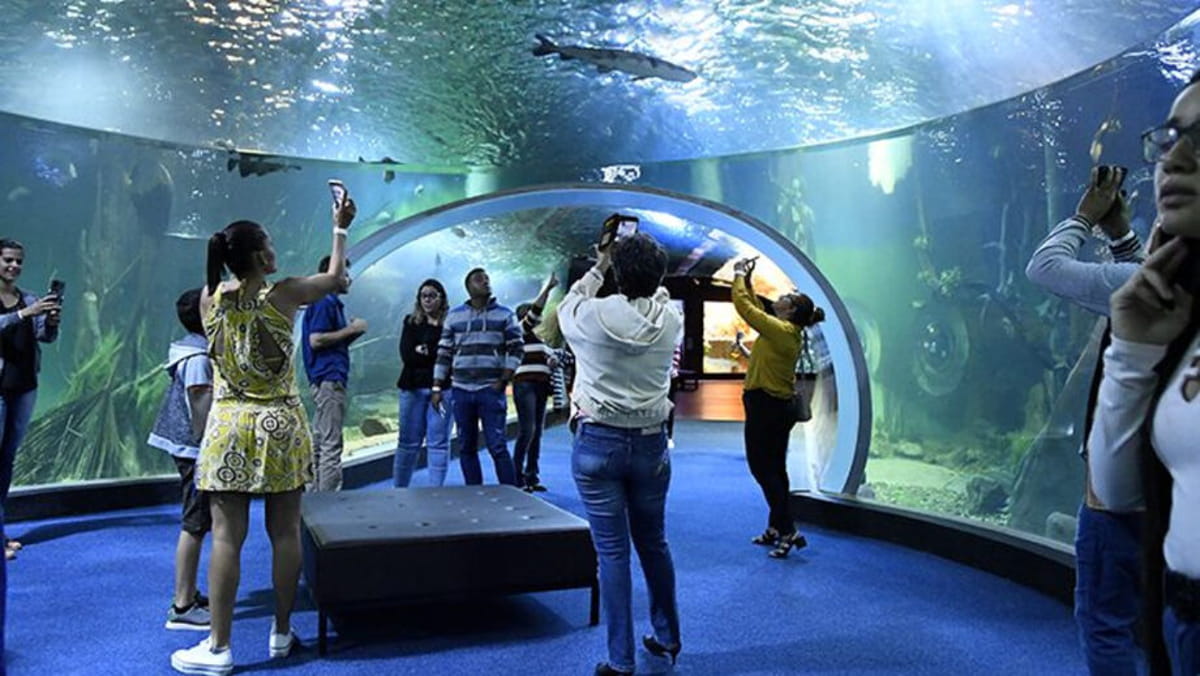 Com 21 mil m² de área construída, o complexo abriga 239 tanques e quase 5 milhões de litros de água, onde vivem 458 espécies