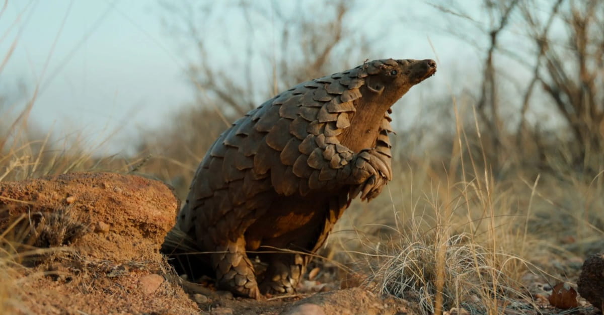 Considerado o mamífero mais traficado do planeta, o pangolim enfrenta risco crítico de extinção devido à crescente procura por sua carne e escamas