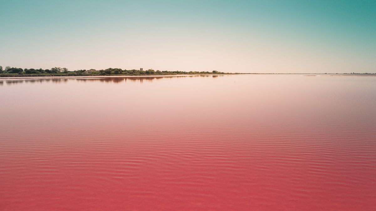 Cianobactérias em floração deixam trechos do mar com coloração vermelha e surpreendem banhistas / Freepik