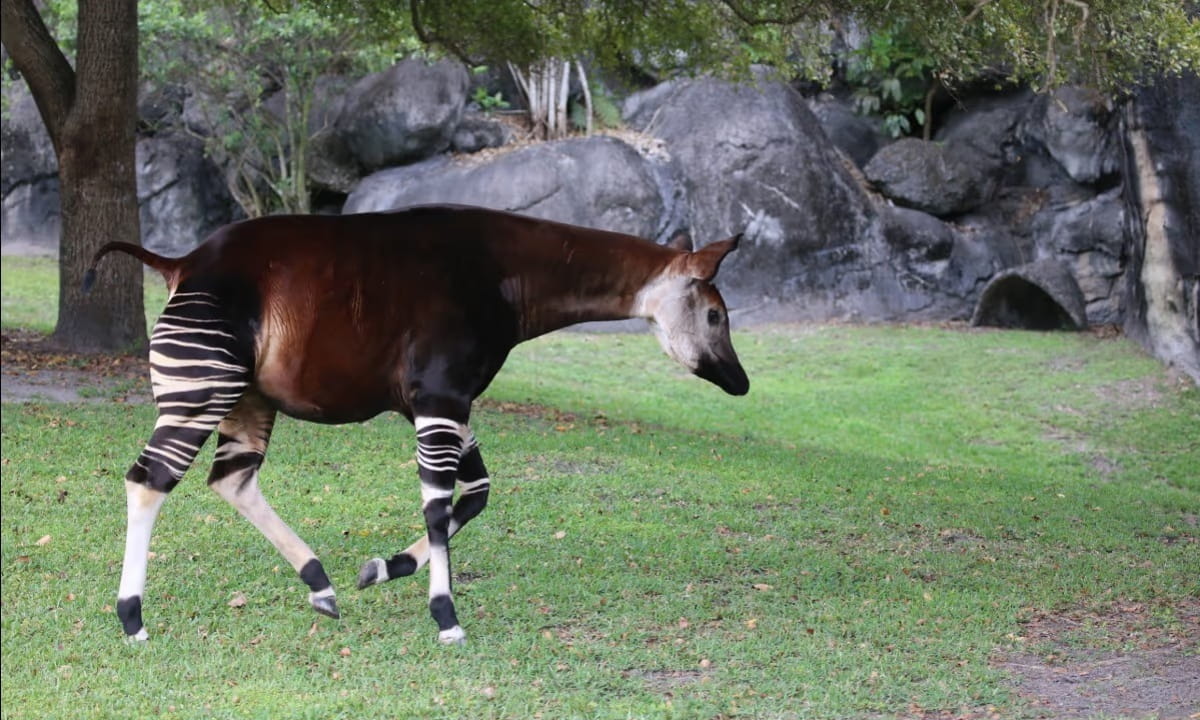 Além de sua beleza peculiar, o okapi desempenha um papel ecológico fundamental na região em que vive
