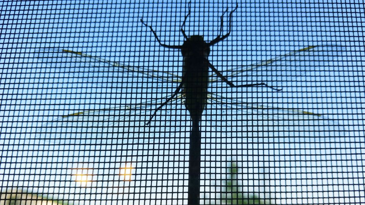 Eles oferecem proteção total contra mosquitos e insetos sem bloquear sua visão externa/Unsplash