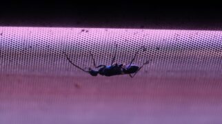 Os mosquiteiros plegáveis ou plissados são a nova moda do Verão 2026