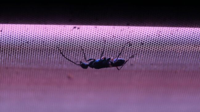Os mosquiteiros plegáveis ou plissados são a nova moda do Verão 2026