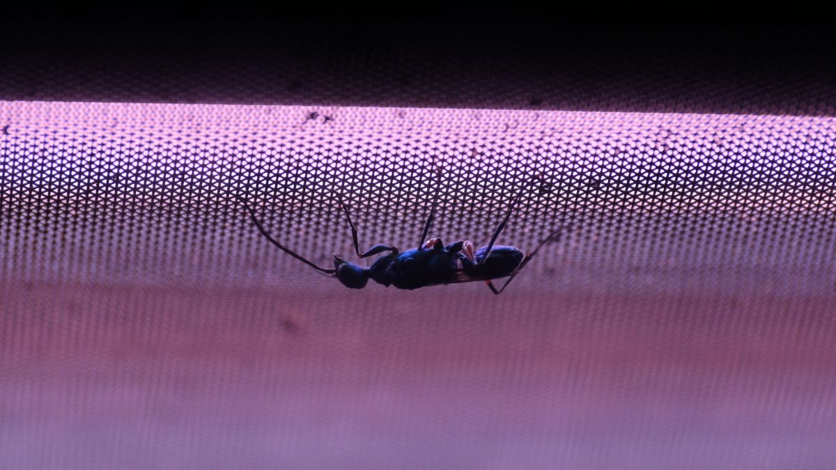 Os mosquiteiros plegáveis ou plissados são a nova moda do Verão 2026