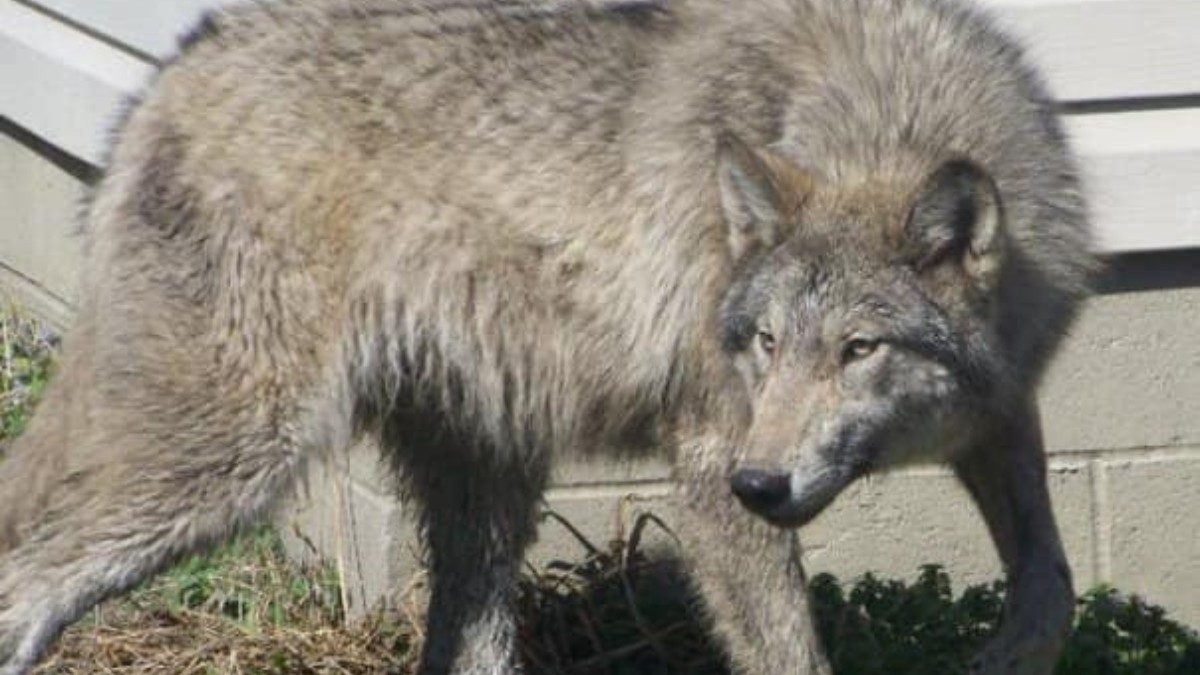 Cão lobo (Híbrido fértil de lobo com cão doméstico) / Cindy Matthews/Wikimedia Commons