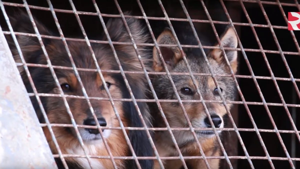 Híbrido de Chacal e Cão / RBTHvideo/Wikimedia Commons