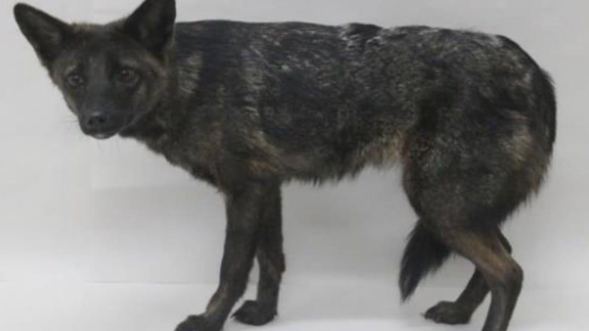 Dogxim, um híbrido de cão doméstico com raposa-dos-pampas / Thales Renato Ochotorena de Freitas/Wikimedia Commons