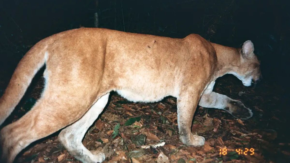 Onça parda é filmada em área de preservação em Cubatão