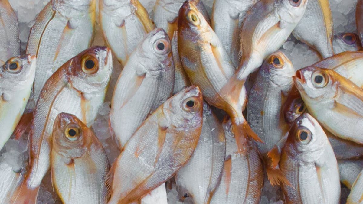 O robalo é considerado um dos peixes mais saudáveis do mundo (Mali Maeder/Imagem Meramente Ilustrativa/Pexels)