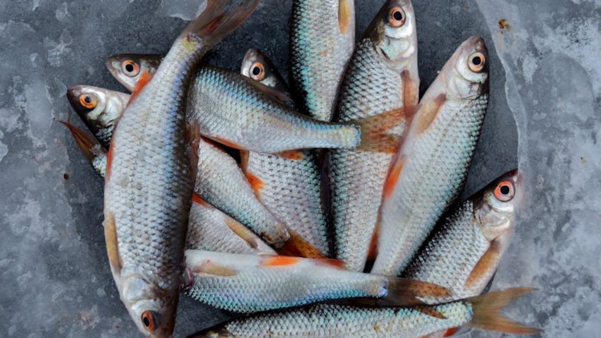 o robalo pode ser visto como um alimento com excelente perfil nutricional e ideal para quem busca uma dieta equilibrada (Alexander Zvir/Imagem Meramente Ilustrativa/Pexels)
