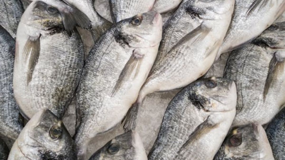Principalmente para quem procura perder peso, consumir o robalo é ideal para a dieta (Engin Akyurt/Imagem Meramente Ilustrativa/Pexels)