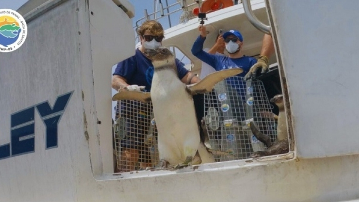 Viu um animal marinho ferido ou encalhado? Entre em contato com o Instituto Argonauta. O resgate seguro faz toda a diferença. /Instituto Argonauta