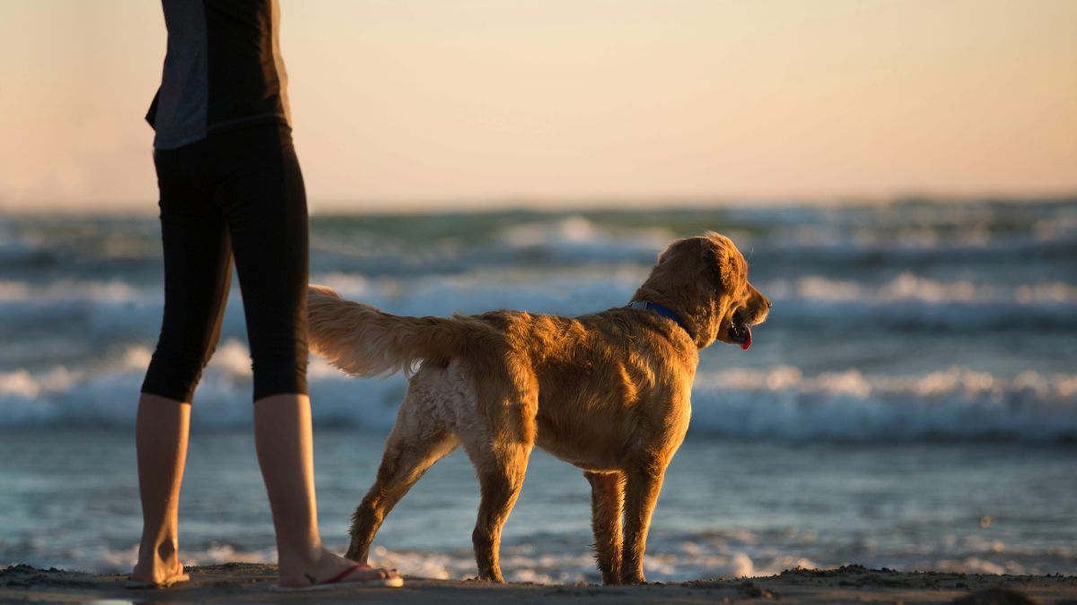 Todas as praias de Natal, no Rio Grande Norte, permitem a circulação livre de pets desde que o tutor comprove a vacinação e vermifugação em dia/Pexels