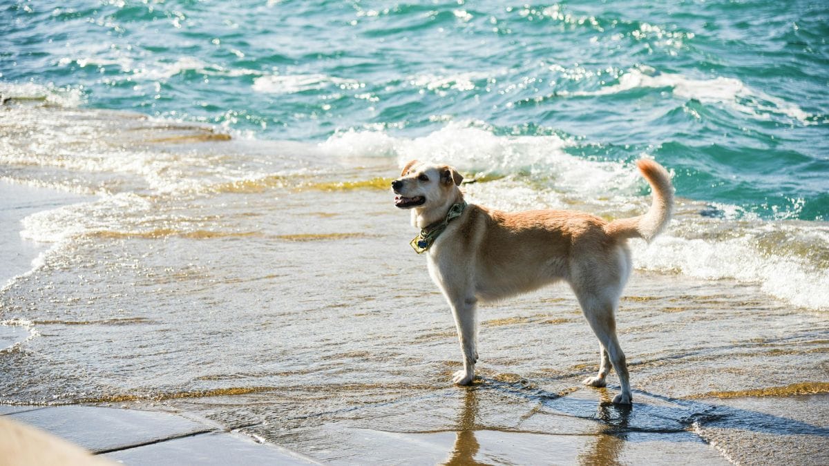 Todas as praias do Rio de Janeiro estão livres para curtir as orlas com seus tutores/Pexels