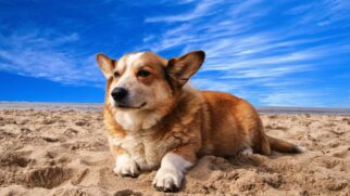 A Baixada Santista se consolida como uma das regiões pioneiras ao garantir o acesso de cães nas praias