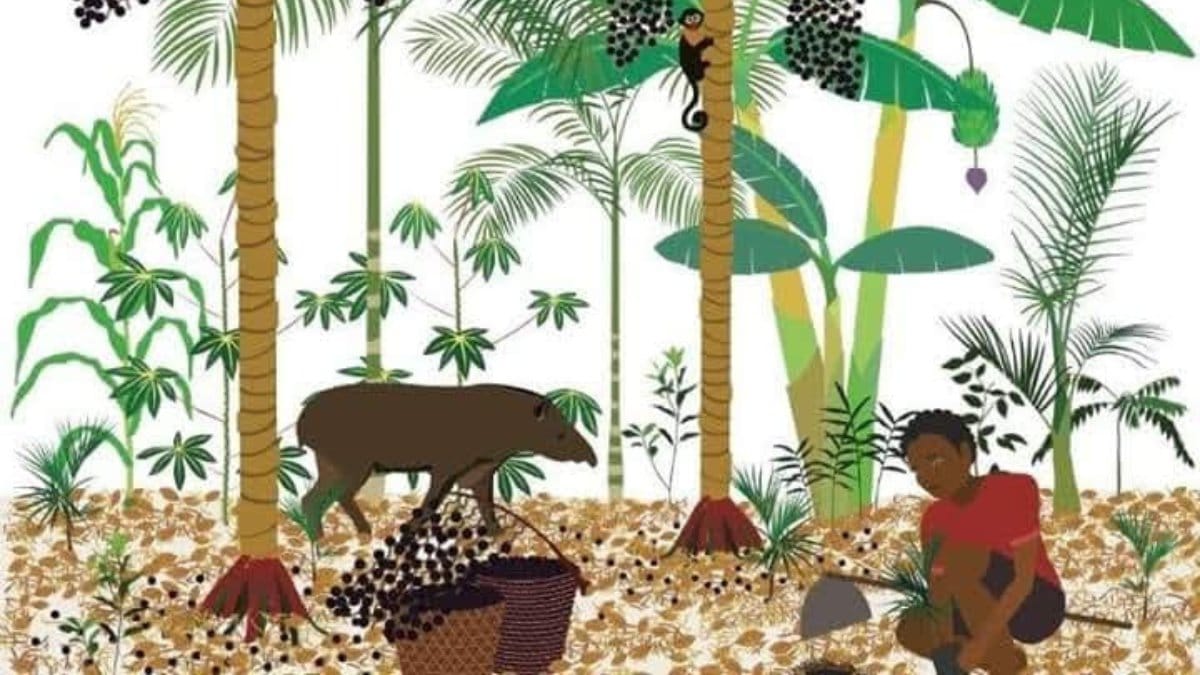 Projeto prevê o plantio de seis hectares de palmeira-juçara, espécie ameaçada de extinção / Caio Tancredi/Leitor DL