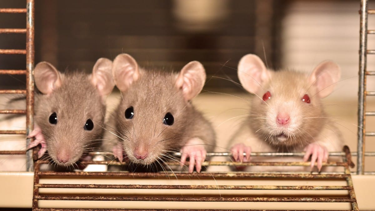 Esses animais são fundamentais em pesquisas médicas que desenvolvem novos tratamentos e medicamentos / Pixabay