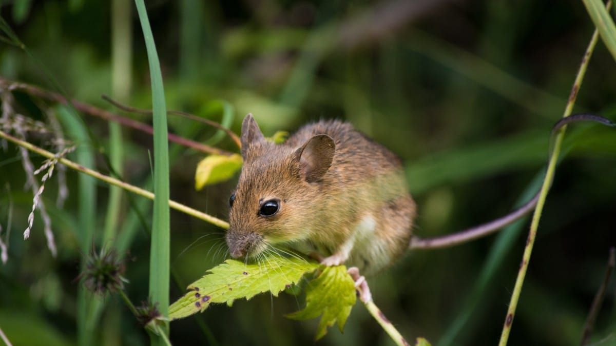 Ratos desempenham papel essencial nos ecossistemas ajudando na dispersão de sementes e fertilização do solo / Pixabay