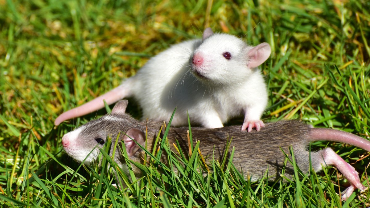 Ratos indicam mudanças ambientais e ajudam no monitoramento de ecossistemas / Pixabay
