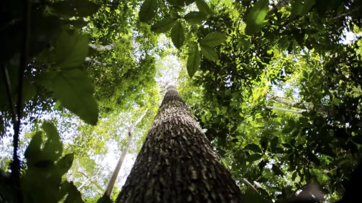 Elas são a maior parte das áreas protegidas da Amazônia Legal, cobrindo 1,15 milhão de km²/Marcelo Camargo/Agência Brasil