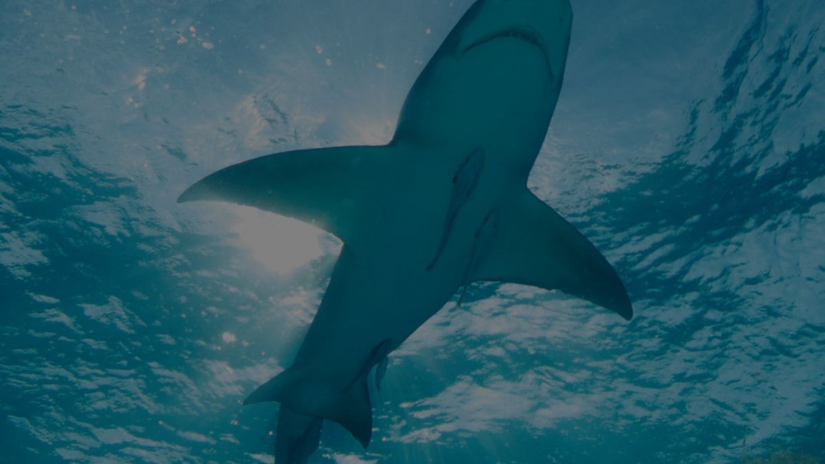 No Brasil, 40% das espécies de tubarão estão em risco de extinção. A falta de rotulagem correta facilita a pesca e venda ilegal de espécies criticamente ameaçadas/Reprodução/Sea Shepherd
