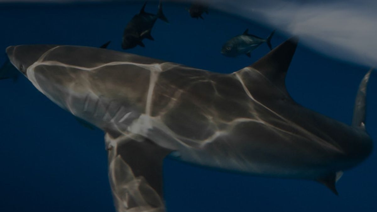 O nome 'cação' permite que espécies proibidas (como o tubarão-martelo) sejam comercializadas livremente. Exija a identificação exata da espécie para ajudar no controle/Reprodução/Sea Shepherd