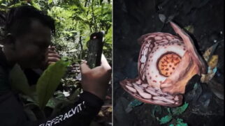A presença da flor é um sinal positivo da saúde da floresta