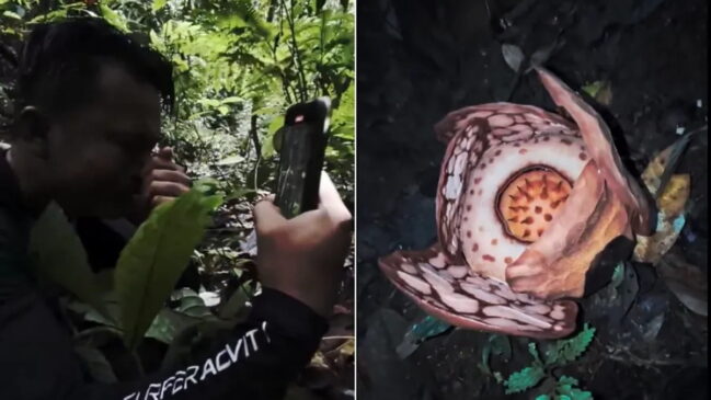 A presença da flor é um sinal positivo da saúde da floresta