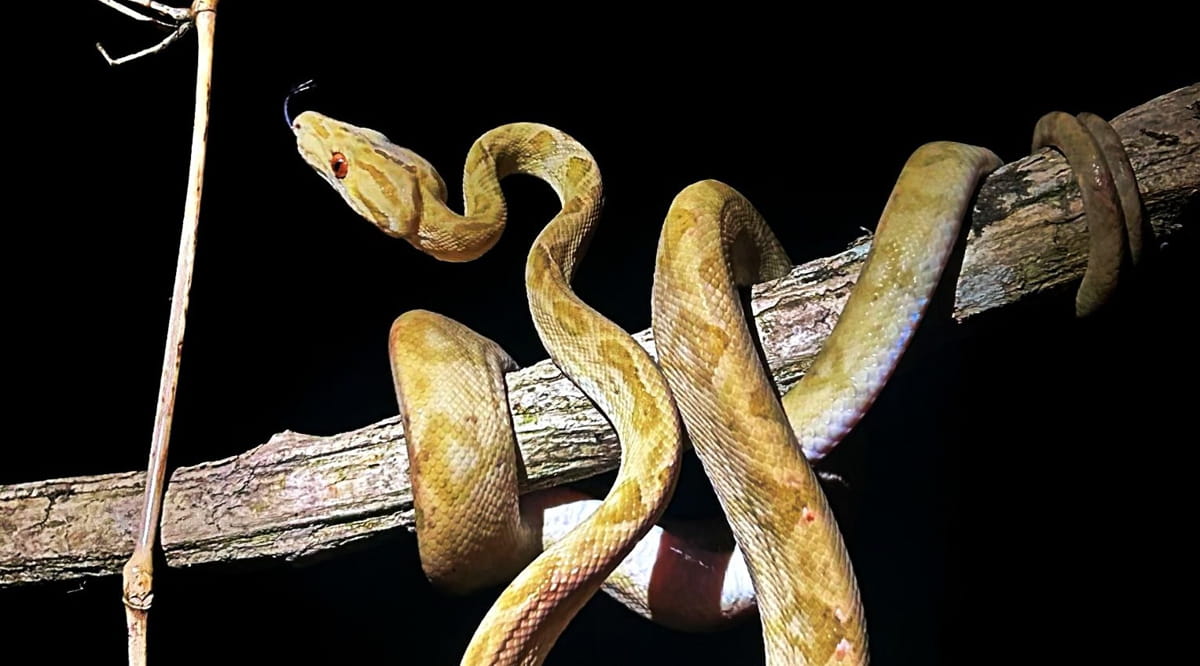 A suaçuboia (Corallus hortulana) é uma serpente típica da América do Sul e presente em vários biomas brasileiros, incluindo Amazônia, Cerrado, Caatinga e Mata Atlântica