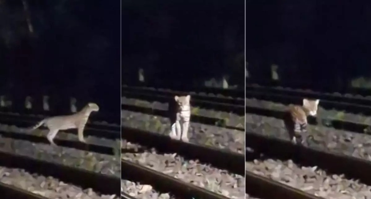 O felino, terceiro maior do Brasil, aparece caminhando calmamente pelos trilhos em um trecho cercado por mata