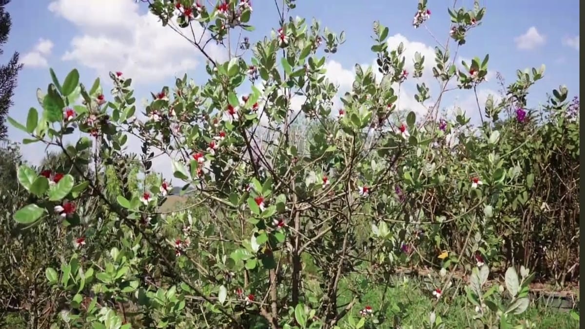 Compacta, ornamental e produtiva: a feijoa é a escolha certa para quem quer frutas frescas no jardim sem abrir mão da estética/Pixabay