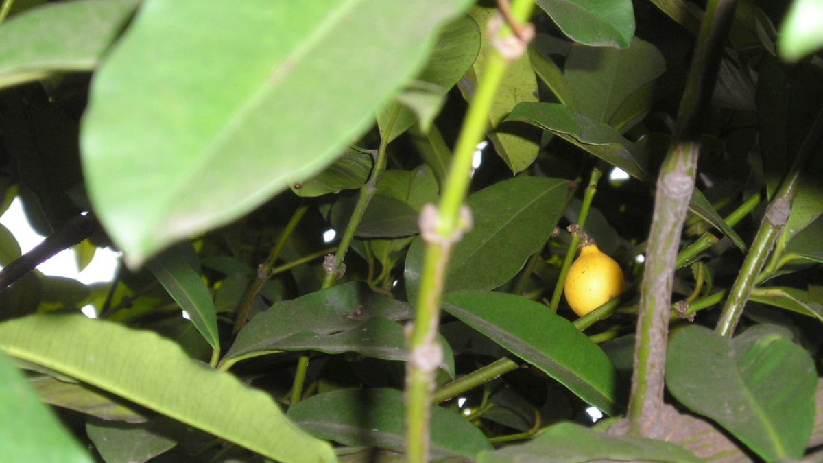 A planta Strychnos rubiginosa, base alimentar e reprodutiva da espécie, com a qual a joaninha mantém relação direta ao longo do ciclo de vida/ Luiz Roberto Kozikoski/Wikimedia Commons