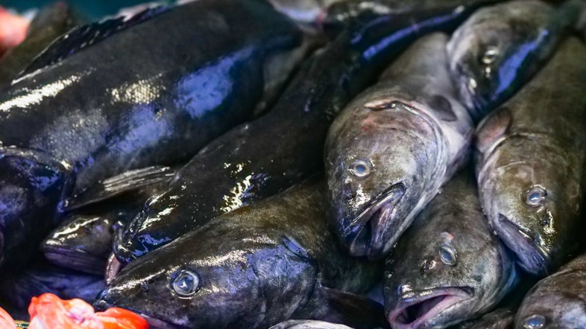 Assim como diversos outros alimentos, existem alguns tipos de peixes que são semelhantes a eles e muito mais acessíveis (Imagem Meramente Ilustrativa/Kindel Media/Pexels)