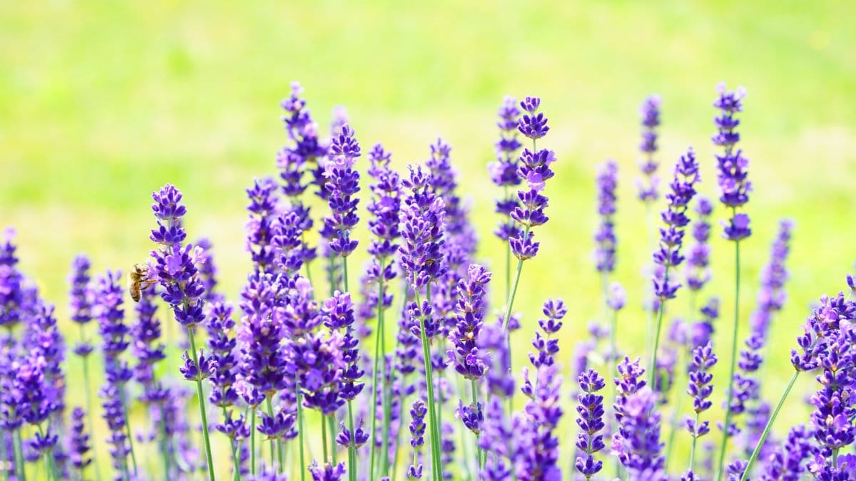 Seu aroma suave contribui para melhorar a qualidade do sono e combater a insônia naturalmente / Pixabay