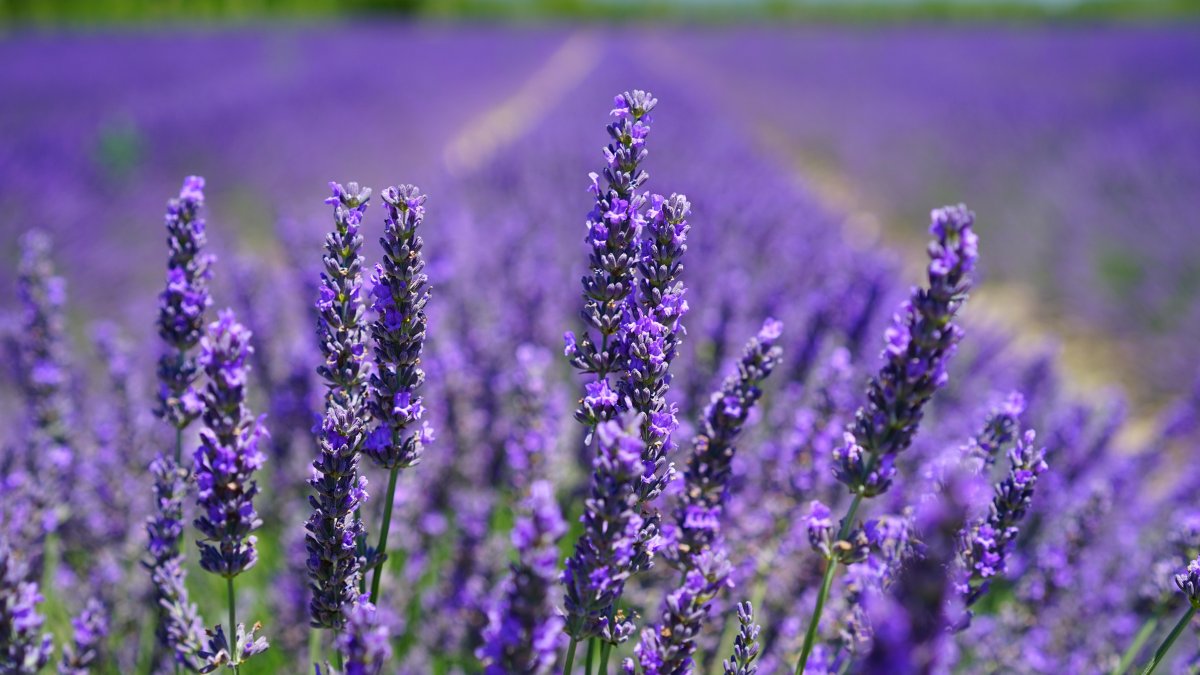 Difusores com lavanda purificam o ar e criam um ambiente mais equilibrado e acolhedor / Pixabay