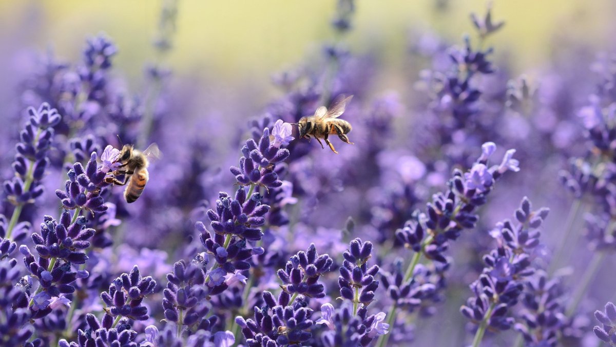 Chás e infusões de lavanda ajudam na digestão e promovem sensação de bem-estar / Pixabay