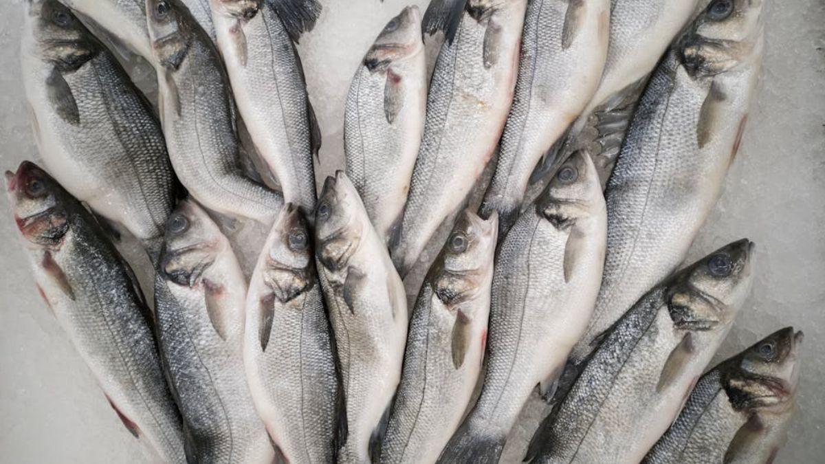 No caso do Peixe-Espada, seu consumo deve ser evitado por gestantes e, se degustado constantemente, pode ocasionar problemas cerebrais e no sistema cardiovascular (Engin Akyurt/Pexels/Imagem Meramente Ilustrativa)