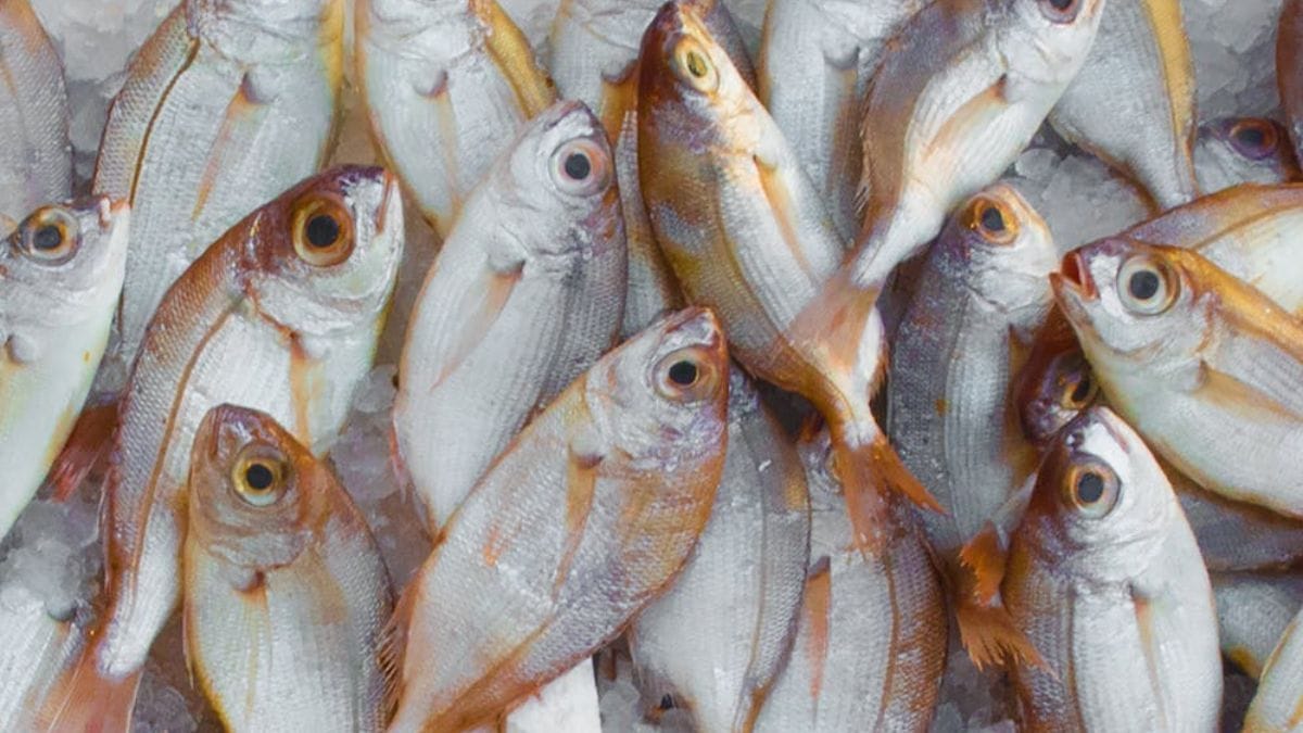 O robalo é considerado um dos peixes mais saudáveis do mundo (Mali Maeder/Imagem Meramente Ilustrativa/Pexels)