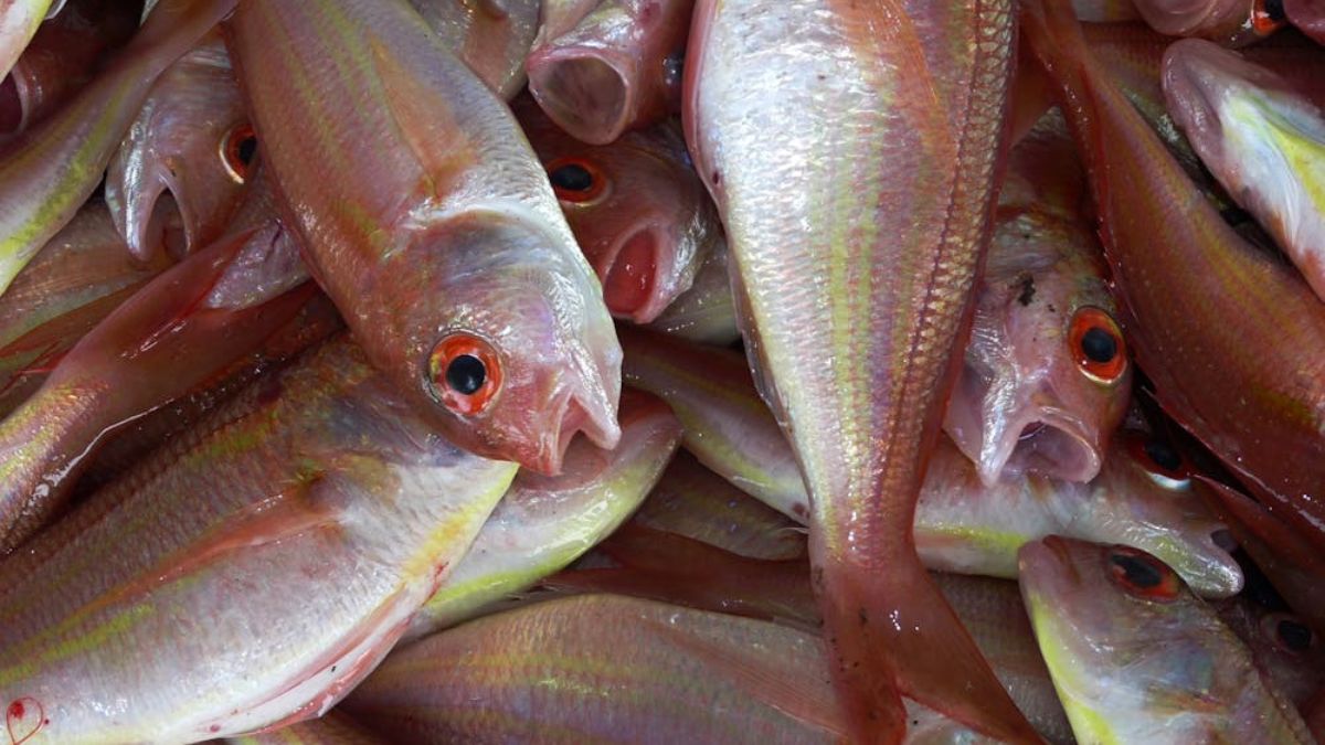 Em uma comparação de 100 g de cada peixe, enquanto o robalo apresenta entre 2 e 5 gramas de gordura, o salmão pode chegar a até 13 gramas (Pixabay/Imagem Meramente Ilustrativa/Pexels)
