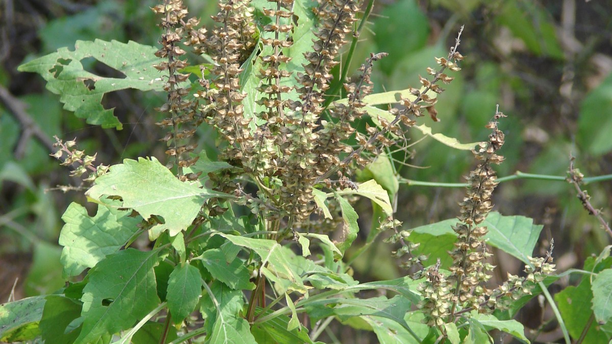 6- Manjericão: é associado à leveza e às boas vibrações. Seu aroma natural reforça a sensação de limpeza energética. Na cozinha, ajuda a criar um ambiente acolhedor e tranquilo. Na virada do ano, simboliza renovação diária / Forest & Kim Starr/Wikimedia Commons