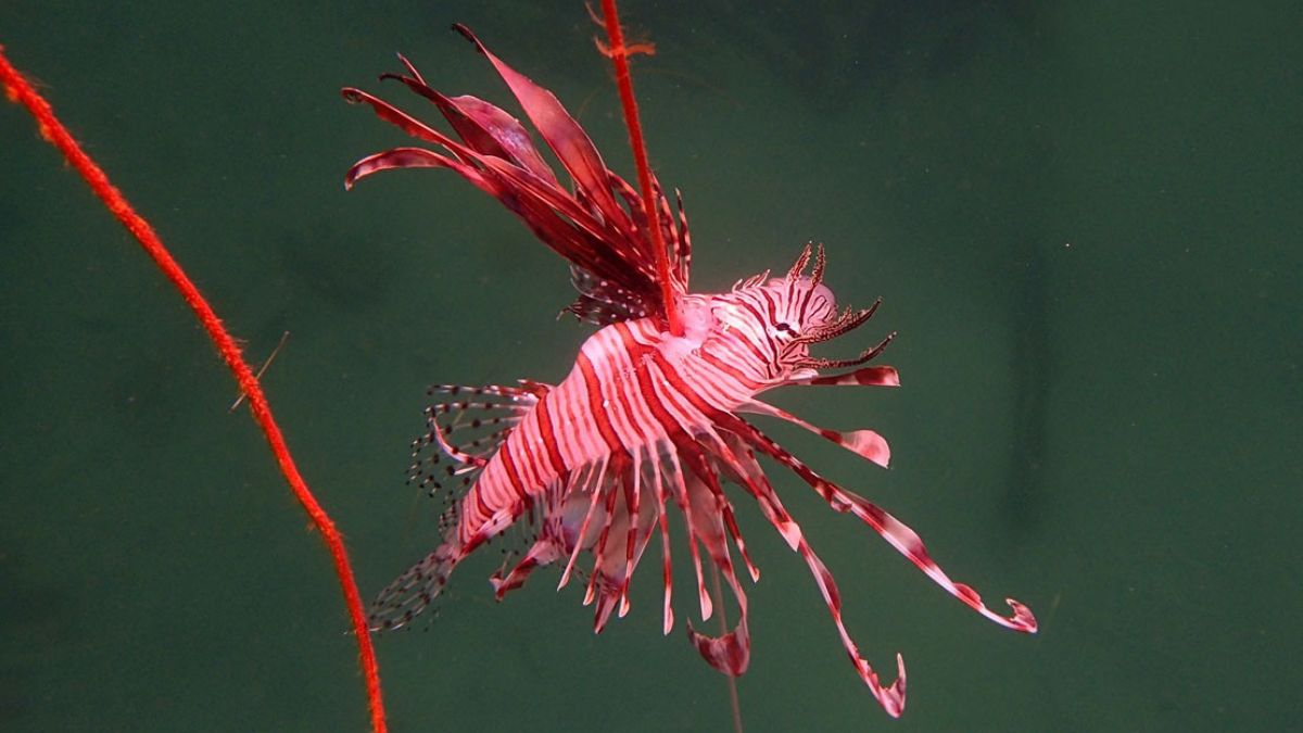 O peixe-leão é um predador invasor que avança rapidamente nas águas brasileiras