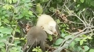 Sauá albino registrado no Parque Estadual do Rio Doce, em MG; caso é o primeiro do mundo e levanta discussões sobre isolamento genético e impactos ambientais