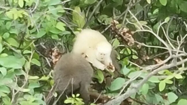 Sauá albino registrado no Parque Estadual do Rio Doce, em MG; caso é o primeiro do mundo e levanta discussões sobre isolamento genético e impactos ambientais