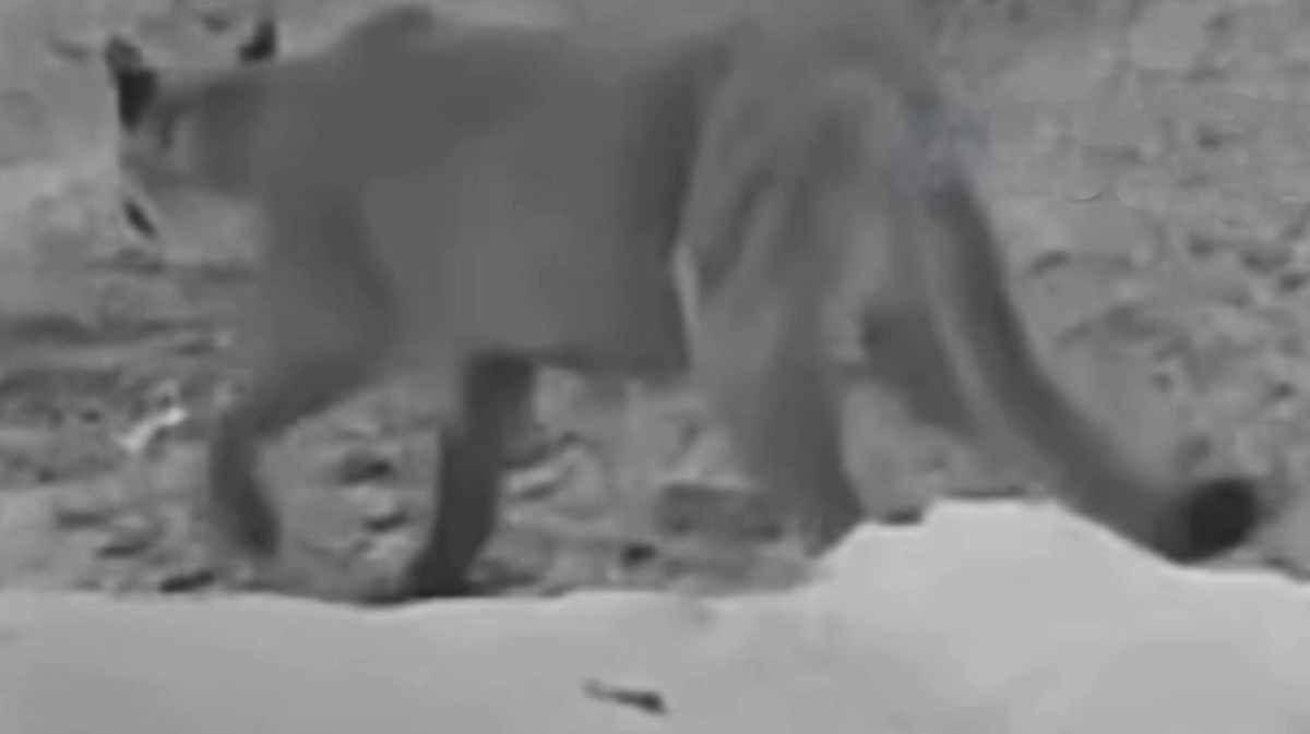 O monitoramento, iniciado em 2023, já acumula mais de 1,7 mil registros de animais