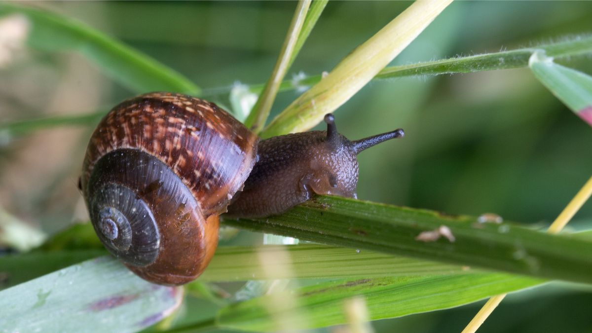 Mesmo com aparência frágil, os caracóis possuem adaptações extraordinárias que lhes permitem sobreviver por meses em estado de dormência
