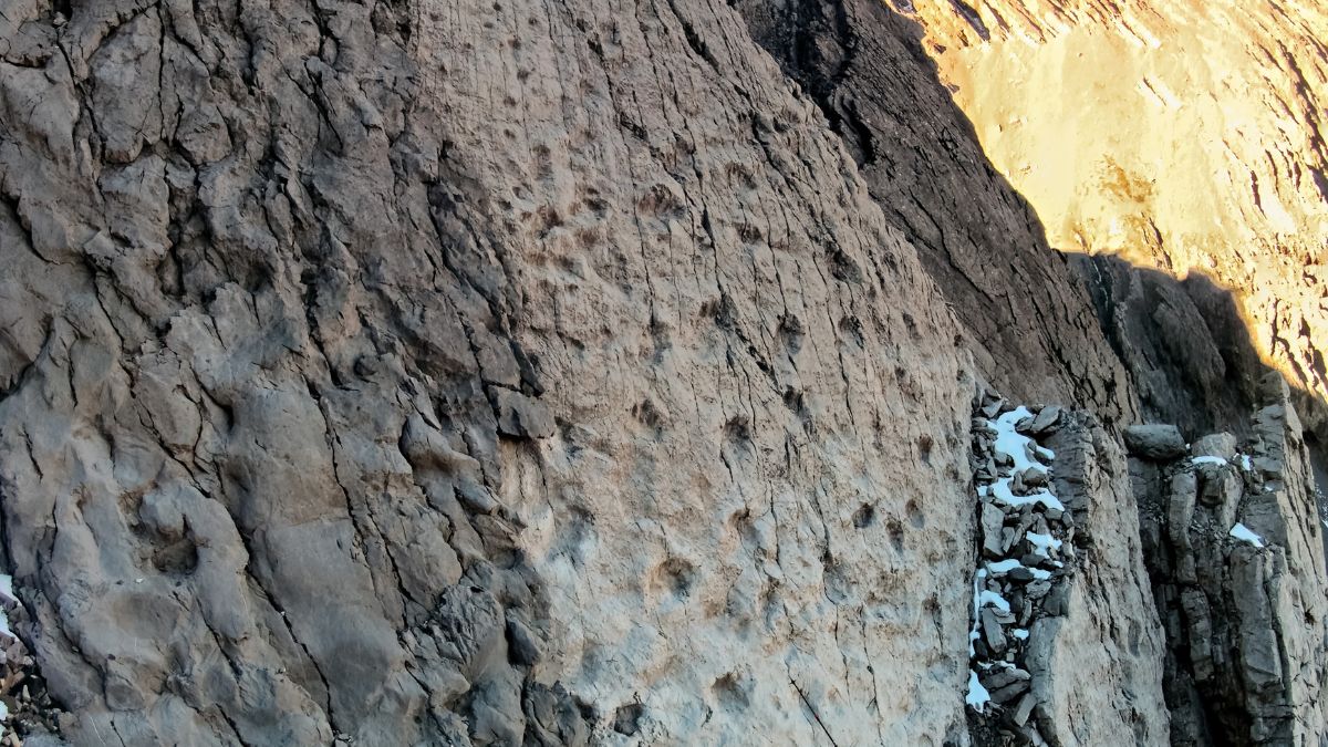Detalhe de uma das superfícies rochosas cobertas por marcas sucessivas de passos, indicando a passagem repetida de grandes dinossauros herbívoros pelo mesmo local/ Elio Della Ferrera/Arquivo PaleoStelvio