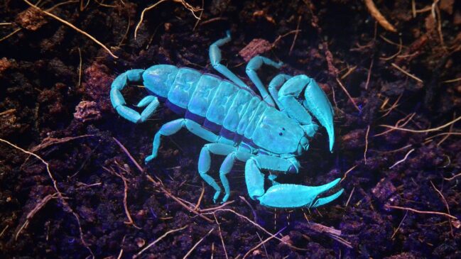 Fluorescentes e altamente adaptáveis, os escorpiões conseguem sobreviver por muito tempo mesmo em situações extremas de clima e alimentação
