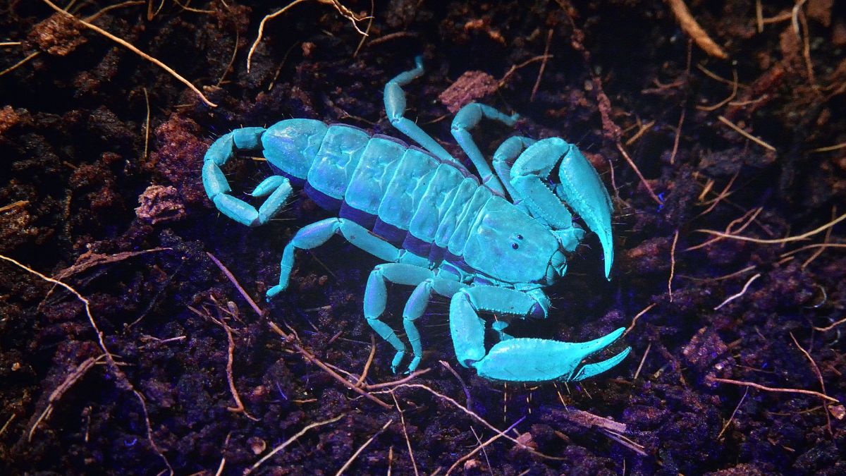 Fluorescentes e altamente adaptáveis, os escorpiões conseguem sobreviver por muito tempo mesmo em situações extremas de clima e alimentação