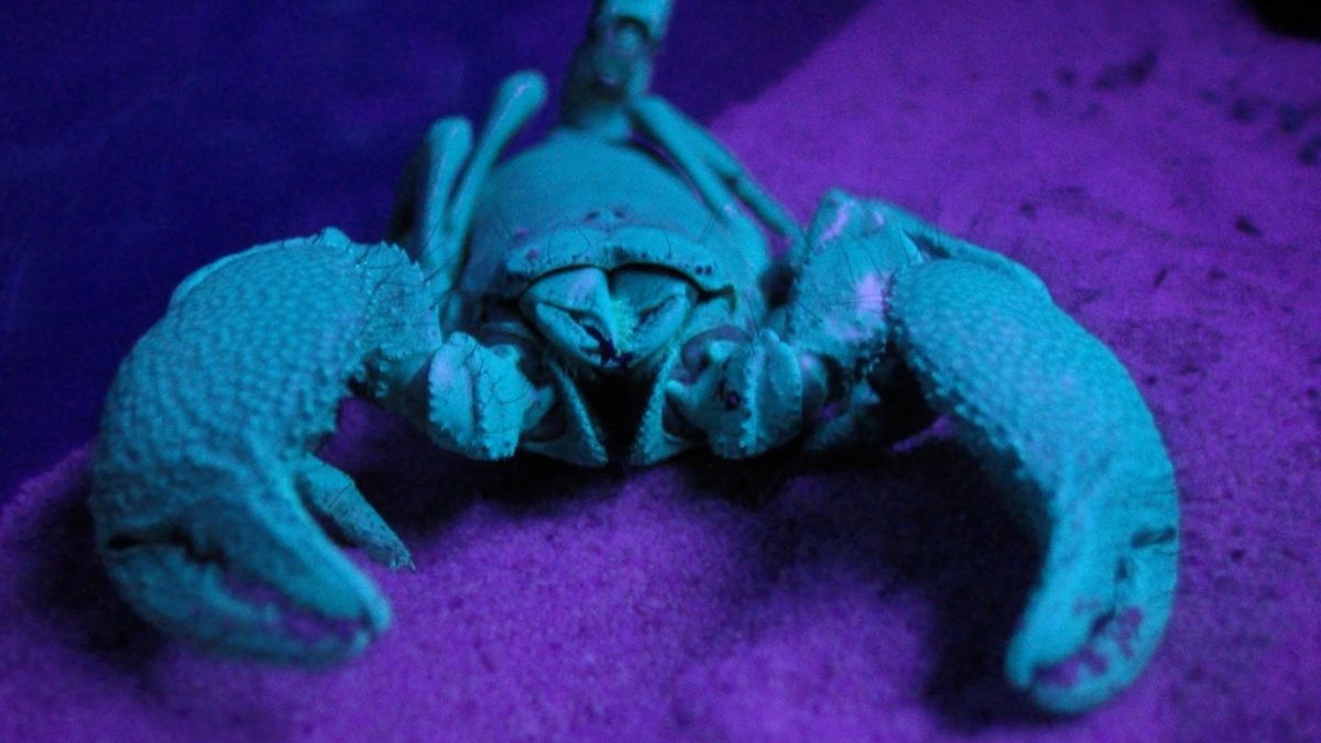 Sob luz ultravioleta, os escorpiões revelam um brilho azul fluorescente, uma característica ainda estudada pela ciência/ Jonbeebe/Wikimedia Commons